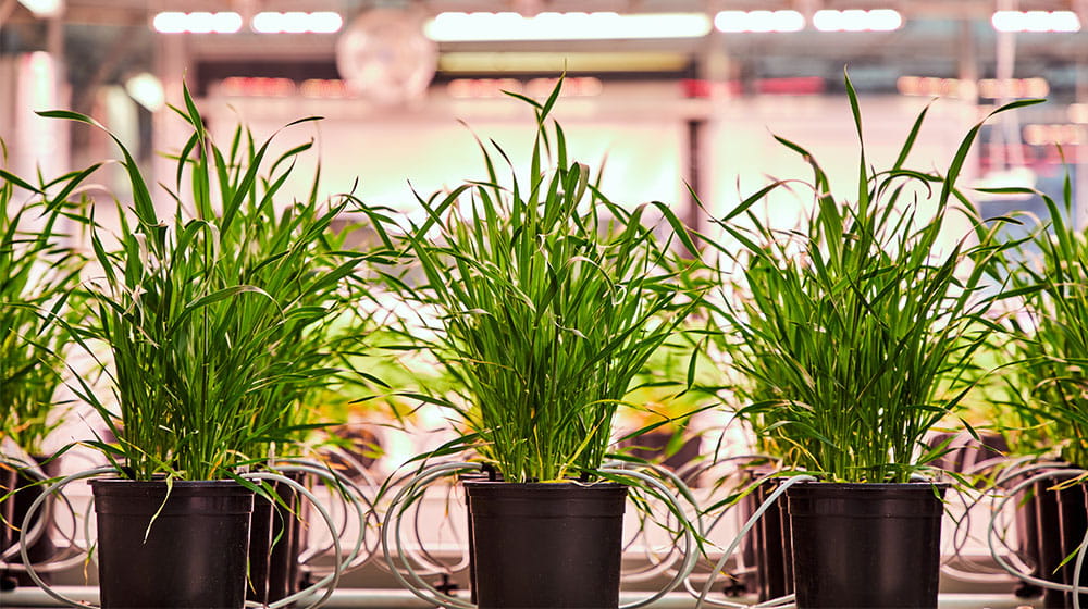 Plants in pots in a greenhouse
