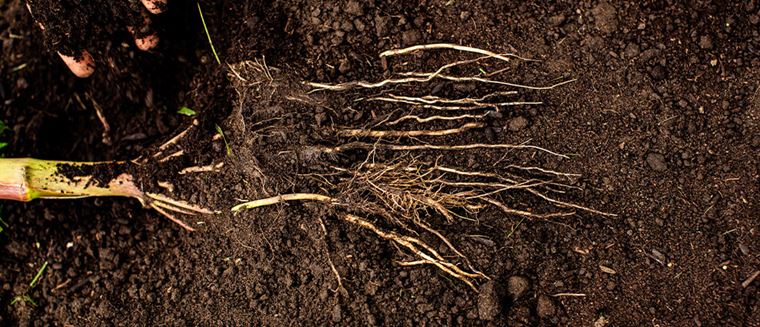 Corn roots in soil