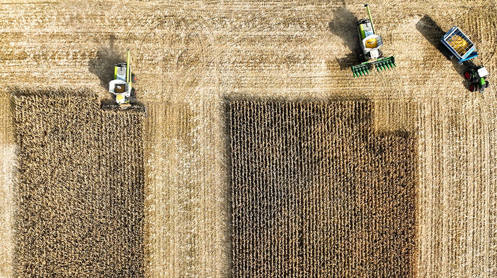 Aerial view of two combines harvesting corn