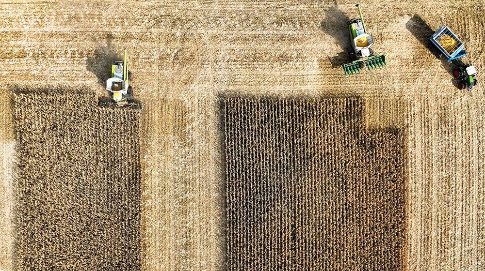 Aerial view of two combines harvesting corn