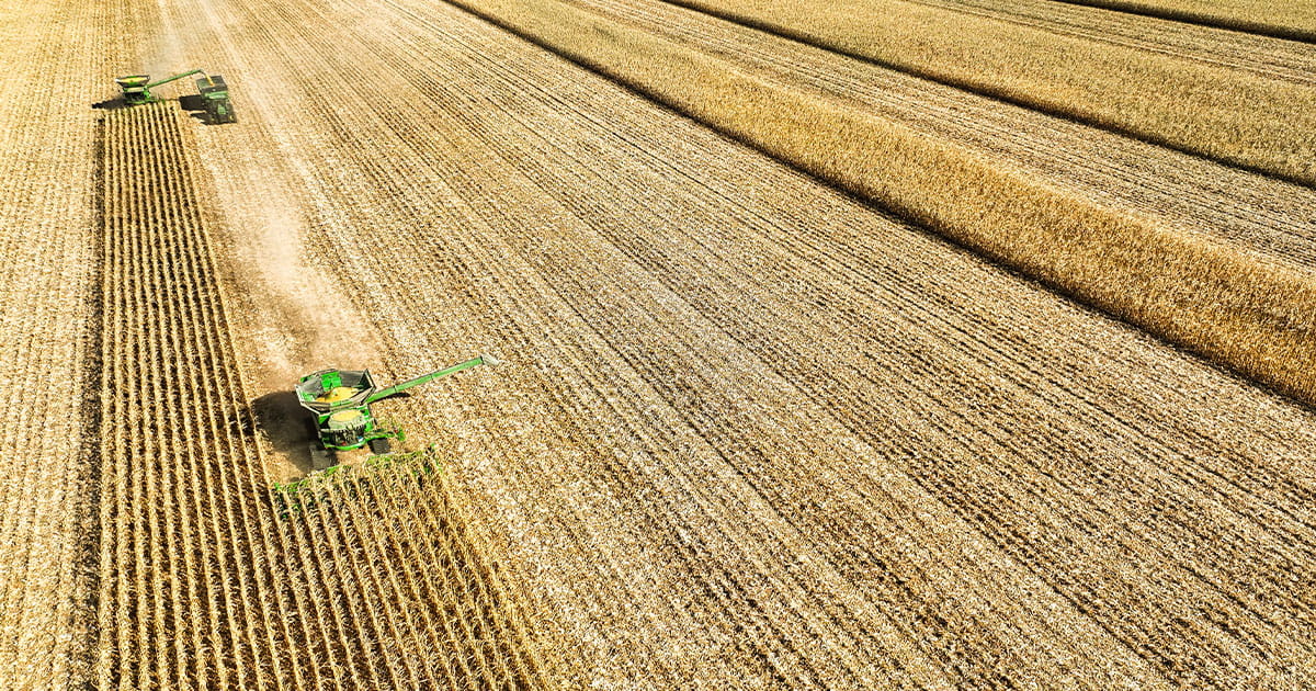 Combine harvesting corn