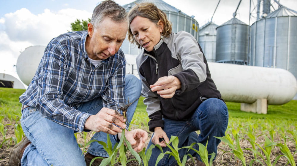 Man and woman inspecting a plant in a field