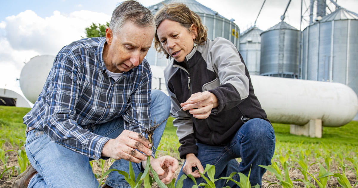 Man and woman inspecting a plant in field