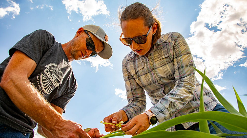 A man and woman kneeling in a field examining a young milo crop.