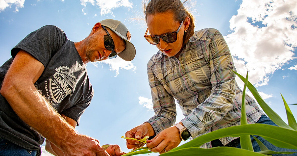 A man and woman kneeling in a field examining a young milo crop.