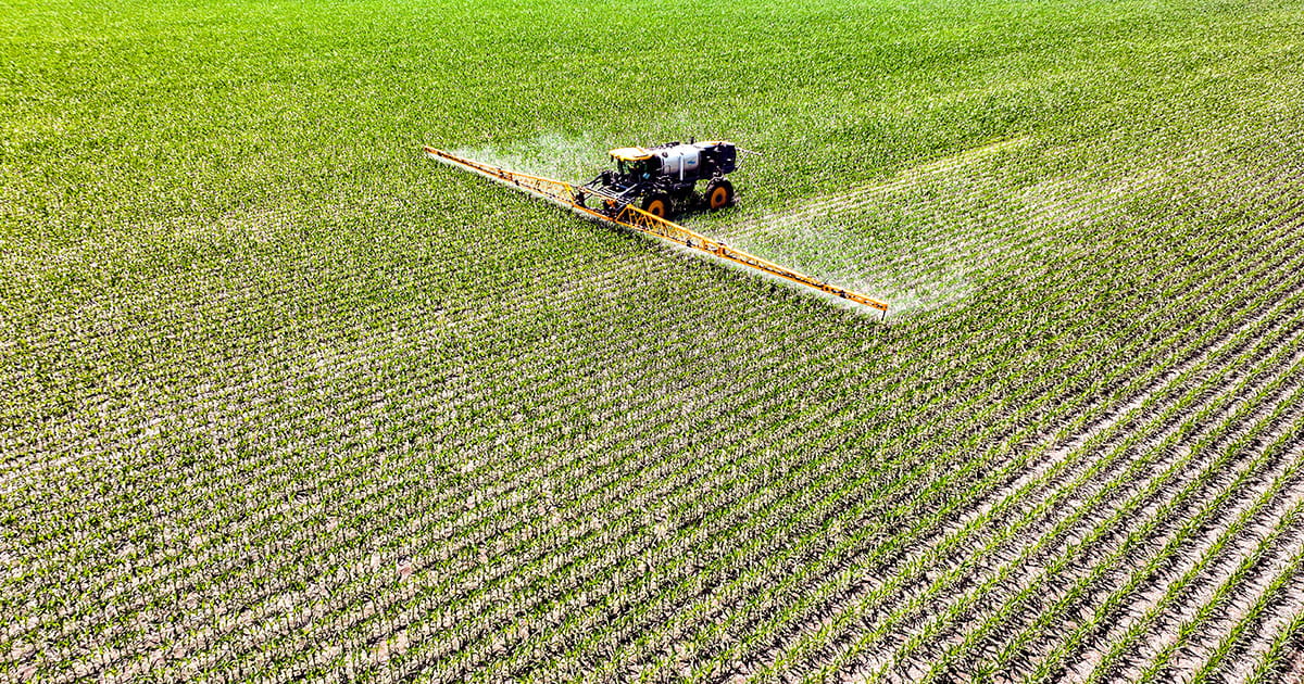 Self-propelled sprayer in corn field