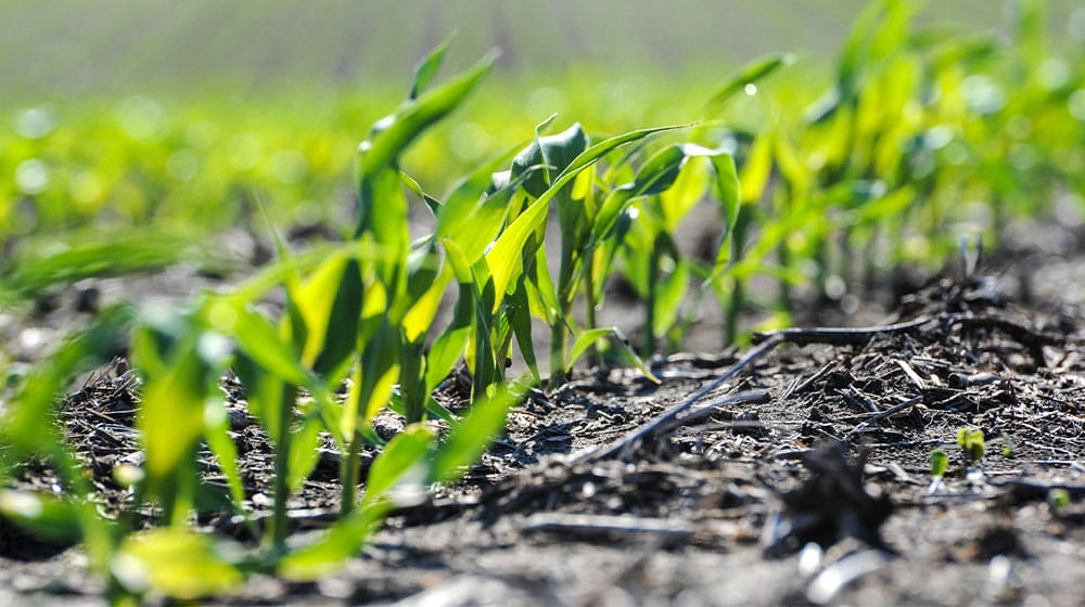Young corn seedlings in a field in spring