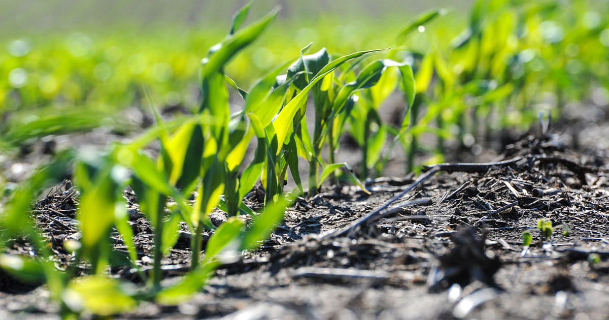 Young corn seedlings in a field in spring
