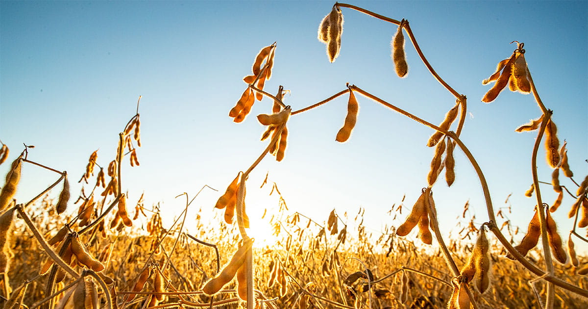 Soybeans during harvest season
