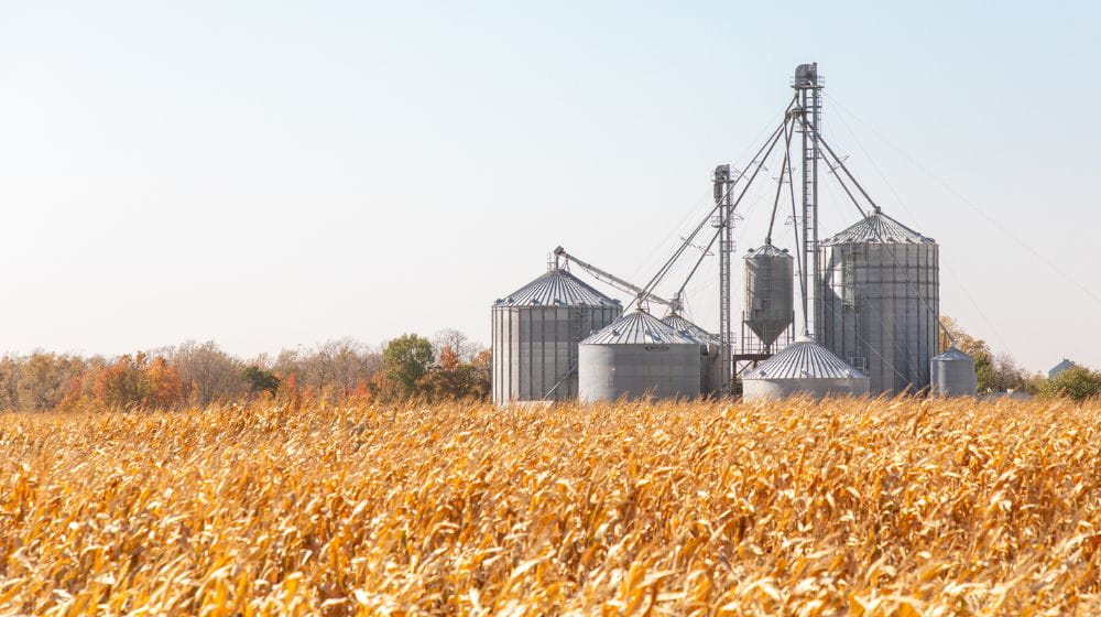 A corn field in the fall with a farmstead in the background