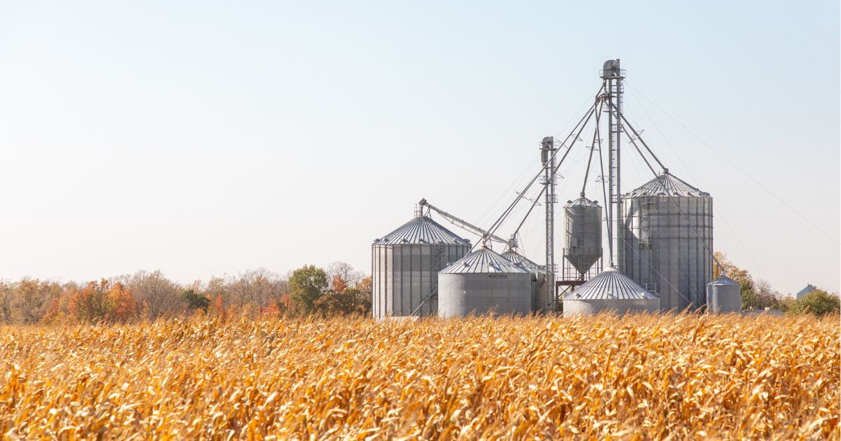 A corn field in the fall with a farmstead in the background