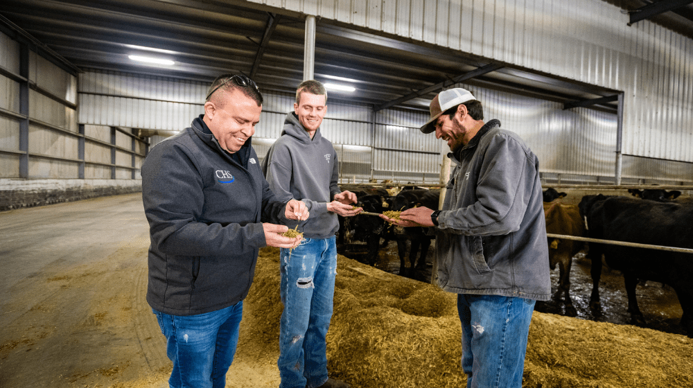 Three men in a dairy barn.