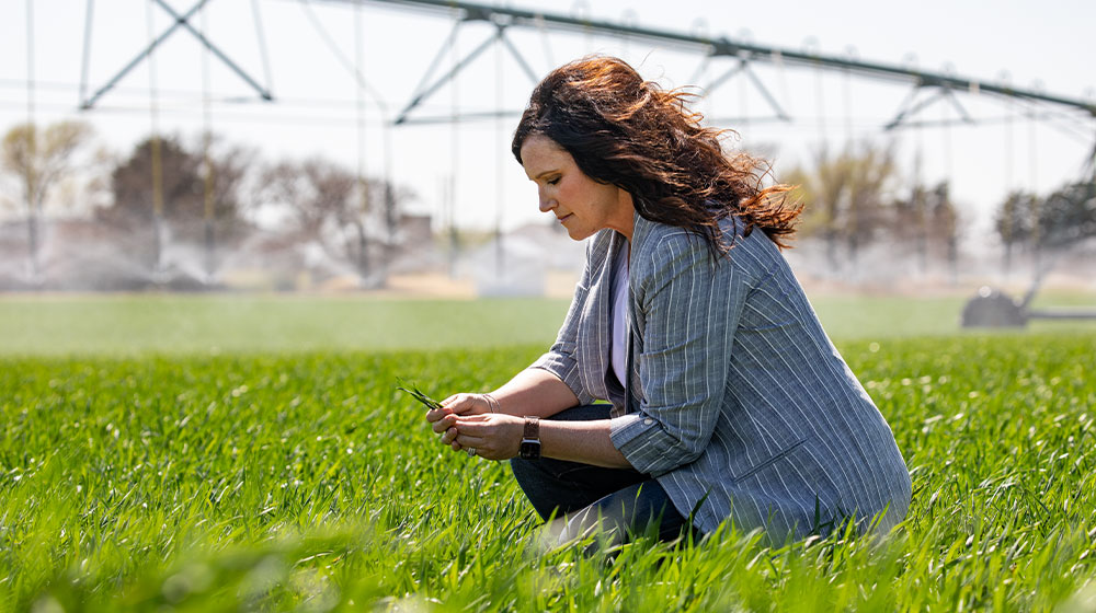 A woman kneeling in a field looking at young wheat plants