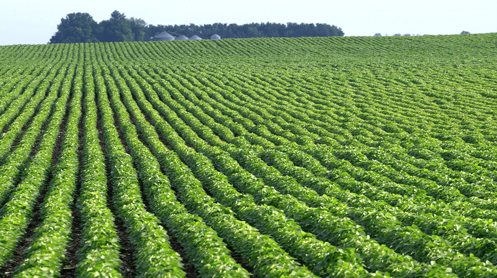 Rows of crops in a field