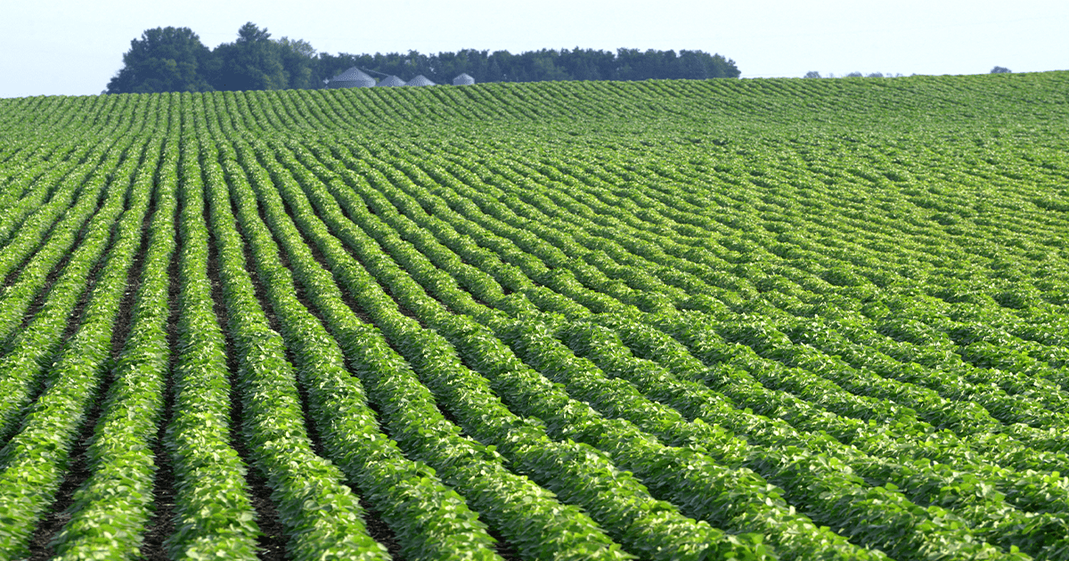 Rows of crops in a field