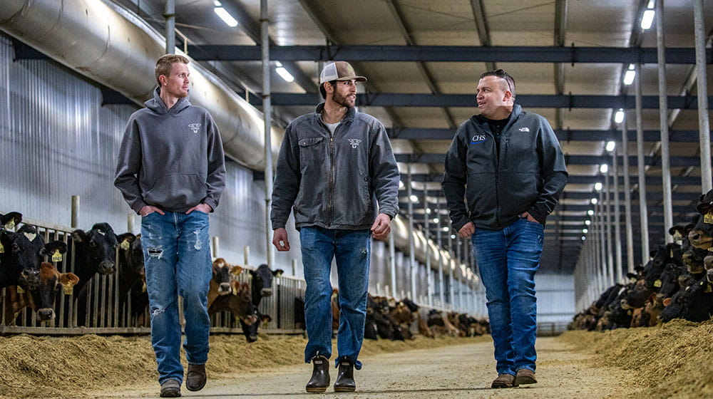 Three men walking in a dairy barn with cows. 