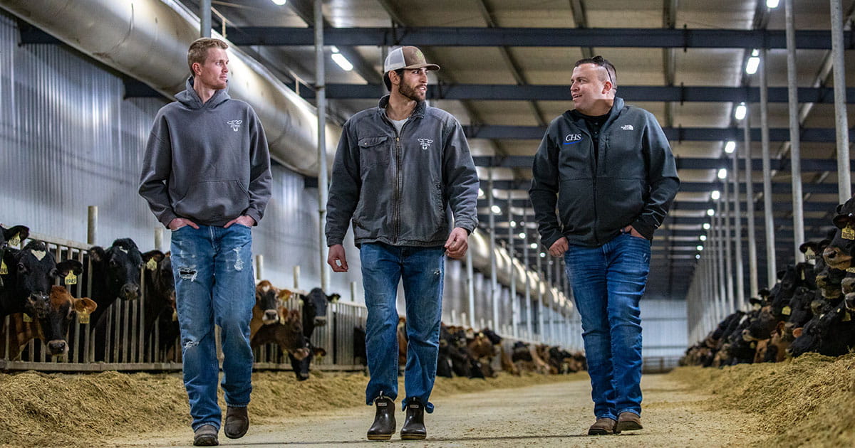 Three men walking in a dairy barn with cows.