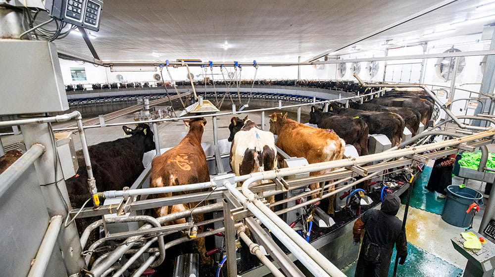 Cows being milked in rotary milking parlor. 