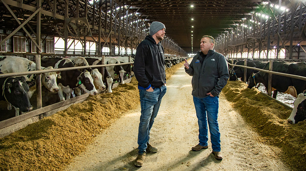 Two men talking in dairy barn by cows.
