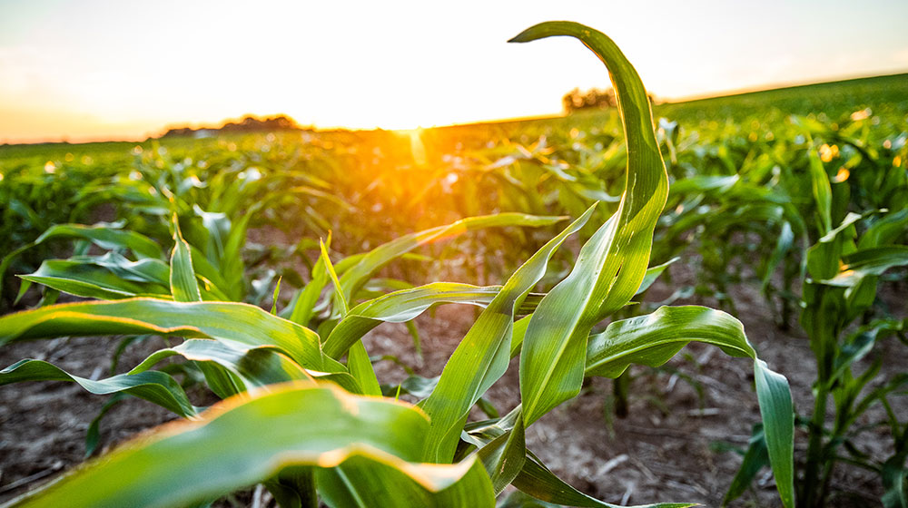 Young corn plants in a field.