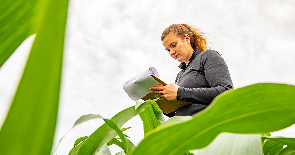 Woman standing in cornfield taking notes