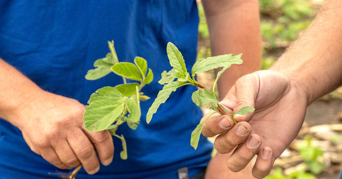 Hands holding plants