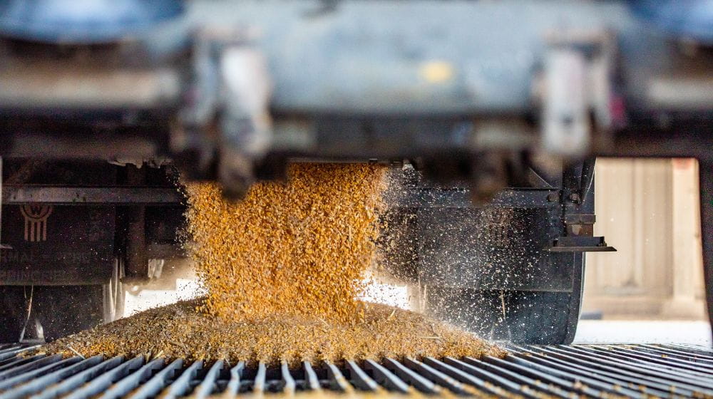 Grain pouring from farm equipment onto a grated receiving area.