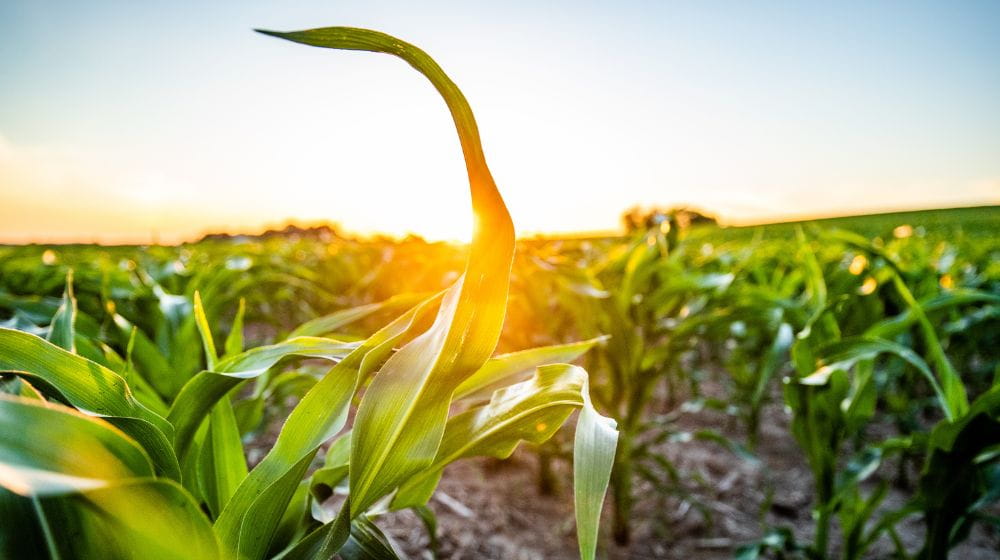 Young corn plants growing in a field at sunrise