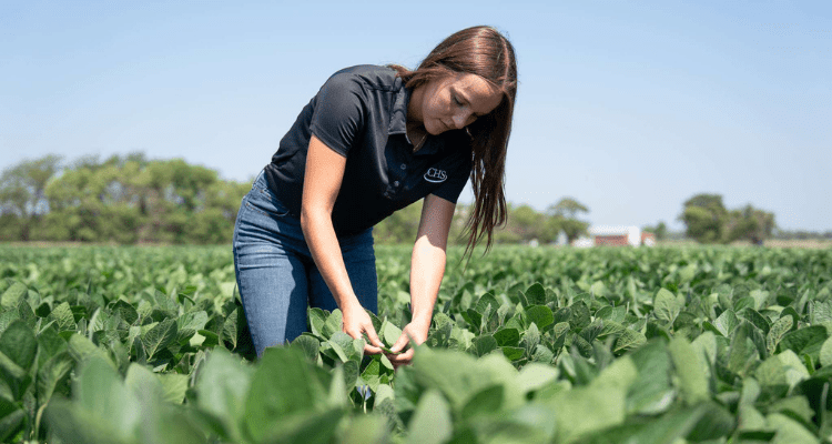 An intern examines soybean plants in a field on a sunny day