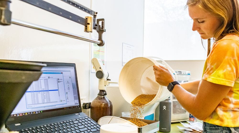 Lab technician pouring grain from a plastic bucket into a tray on a scale beside a laptop and testing equipment.
