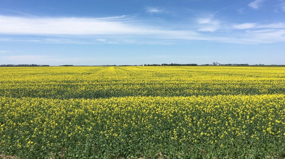 Canola field