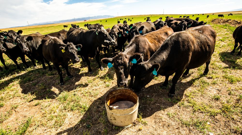 Cattle in a pasture