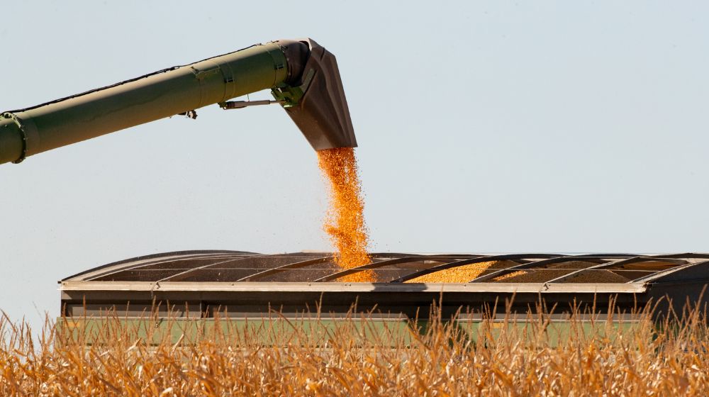 Combine harvesting corn into grain cart
