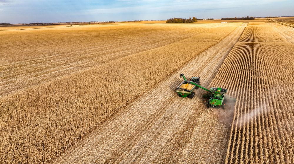 Aerial image of corn harvest at sunset. 