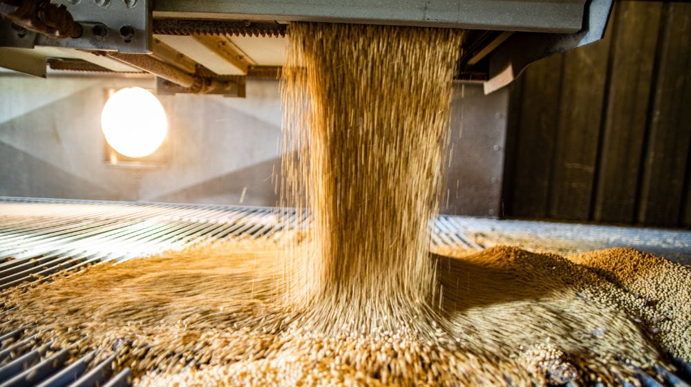Soybeans being processed 